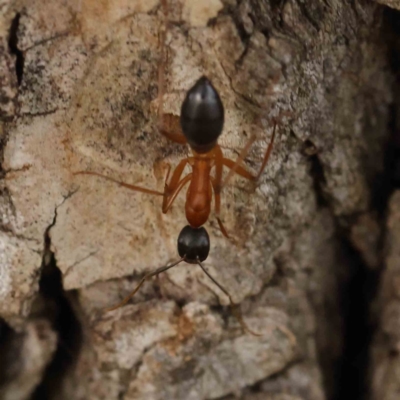 Camponotus sp. (genus) (A sugar ant) at Sullivans Creek, Turner - 5 Apr 2023 by ConBoekel