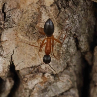 Camponotus nigriceps (Black-headed sugar ant) at Turner, ACT - 6 Apr 2023 by ConBoekel