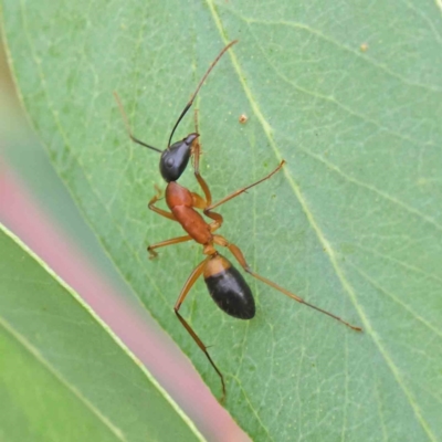 Camponotus consobrinus (Banded sugar ant) at Sullivans Creek, Turner - 5 Apr 2023 by ConBoekel