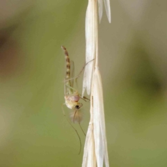Chironomidae (family) (Non-biting Midge) at Sullivans Creek, Turner - 5 Apr 2023 by ConBoekel