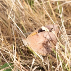Heteronympha merope (Common Brown Butterfly) at Turner, ACT - 5 Apr 2023 by ConBoekel