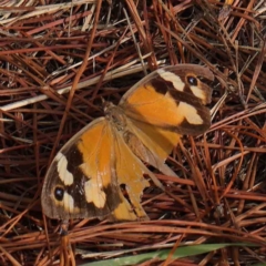 Heteronympha merope (Common Brown Butterfly) at Turner, ACT - 6 Apr 2023 by ConBoekel