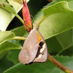 Heteronympha merope (Common Brown Butterfly) at Haig Park - 6 Apr 2023 by ConBoekel