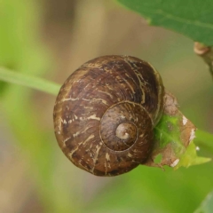 Cornu aspersum (Common Garden Snail) at Sullivans Creek, Turner - 6 Apr 2023 by ConBoekel