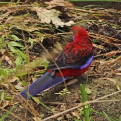 Platycercus elegans (Crimson Rosella) at City Renewal Authority Area - 6 Apr 2023 by ConBoekel