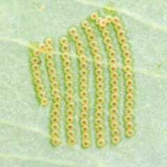 Uraba lugens (Gumleaf Skeletonizer) at Sullivans Creek, Turner - 5 Apr 2023 by ConBoekel