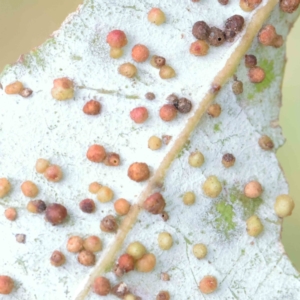 Eucalyptus insect gall at Turner, ACT - 6 Apr 2023