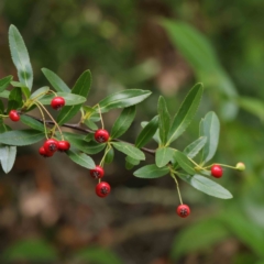 Pyracantha crenulata (Firethorn) at Haig Park - 6 Apr 2023 by ConBoekel