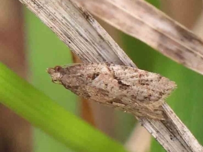 Euphona decolorana (A Tortricid moth (Tortricinae)) at Turner, ACT - 5 Apr 2023 by ConBoekel