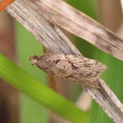 Euphona decolorana (A Tortricid moth (Tortricinae)) at Sullivans Creek, Turner - 5 Apr 2023 by ConBoekel
