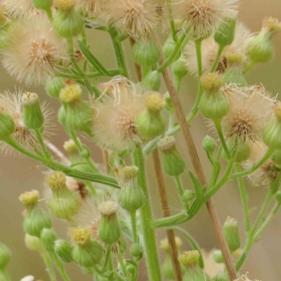 Erigeron sumatrensis (Tall Fleabane) at Turner, ACT - 6 Apr 2023 by ConBoekel