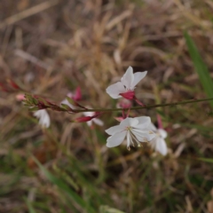 Oenothera lindheimeri (Clockweed) at Turner, ACT - 6 Apr 2023 by ConBoekel