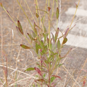 Oenothera lindheimeri at Turner, ACT - 6 Apr 2023