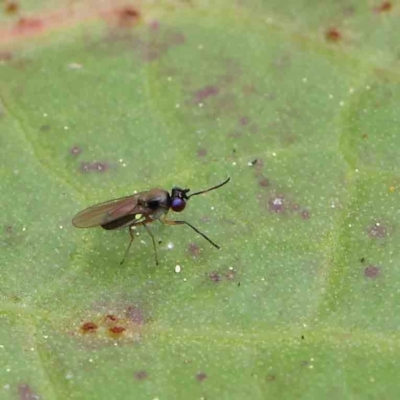 Hydrellia sp. (genus) (Lawn or Pasture Fly) at City Renewal Authority Area - 6 Apr 2023 by ConBoekel