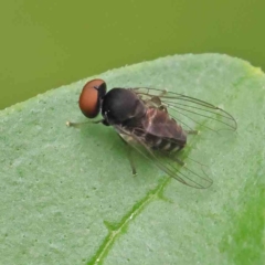 Platypezidae sp. (family) (Unidentified platypezid fly) at Sullivans Creek, Turner - 6 Apr 2023 by ConBoekel