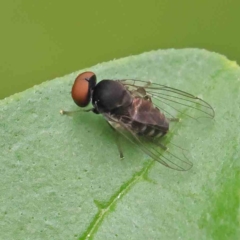 Platypezidae (family) (Unidentified platypezid fly) at Turner, ACT - 6 Apr 2023 by ConBoekel