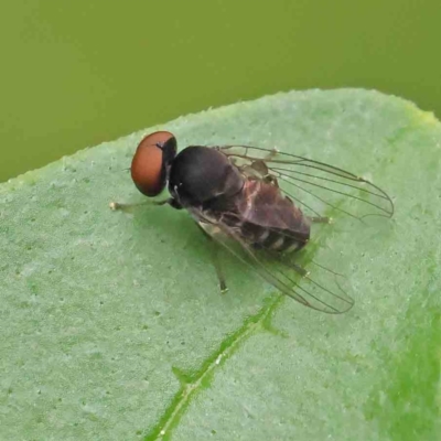 Platypezidae sp. (family) (Unidentified platypezid fly) at Haig Park - 6 Apr 2023 by ConBoekel
