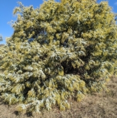 Acacia baileyana (Cootamundra Wattle, Golden Mimosa) at Watson, ACT - 17 Jun 2023 by WalterEgo