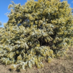 Acacia baileyana at Watson, ACT - 17 Jun 2023