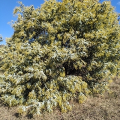 Acacia baileyana (Cootamundra Wattle, Golden Mimosa) at Watson, ACT - 17 Jun 2023 by WalterEgo