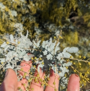 Acacia baileyana at Watson, ACT - 17 Jun 2023