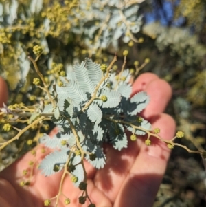 Acacia baileyana at Watson, ACT - 17 Jun 2023 02:21 PM