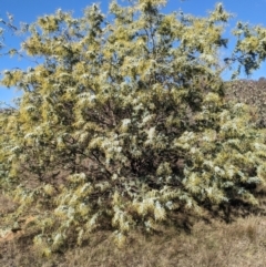 Acacia baileyana at Watson, ACT - 17 Jun 2023