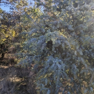 Acacia baileyana (Cootamundra Wattle, Golden Mimosa) at Watson, ACT - 17 Jun 2023 by WalterEgo