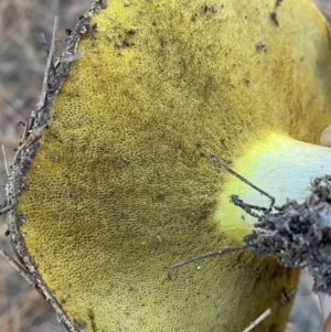 Suillus sp. at Molonglo Valley, ACT - 17 Jun 2023