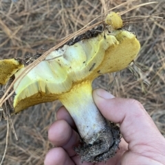 Suillus sp. at Molonglo Valley, ACT - 17 Jun 2023