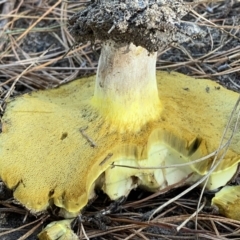 Suillus sp. at Molonglo Valley, ACT - 17 Jun 2023