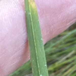 Carex appressa at Kangaroo Valley, NSW - 17 Jun 2023