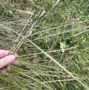 Carex appressa at Kangaroo Valley, NSW - 17 Jun 2023