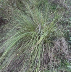 Carex appressa at Kangaroo Valley, NSW - suppressed