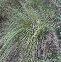 Carex appressa at Kangaroo Valley, NSW - 17 Jun 2023