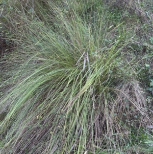 Carex appressa at Kangaroo Valley, NSW - suppressed