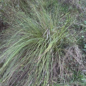 Carex appressa at Kangaroo Valley, NSW - 17 Jun 2023