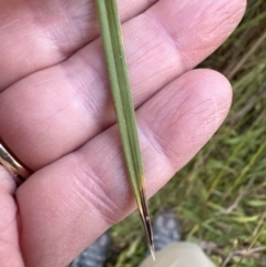 Carex appressa at Kangaroo Valley, NSW - suppressed
