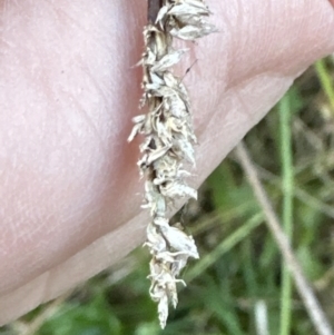 Carex appressa at Kangaroo Valley, NSW - suppressed