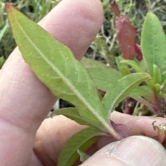 Phytolacca octandra (Inkweed) at Kangaroo Valley, NSW - 17 Jun 2023 by lbradley