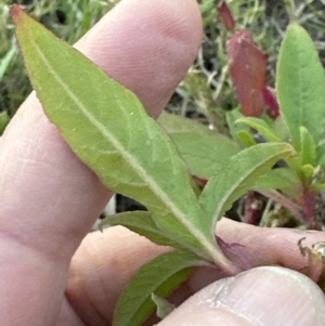 Phytolacca octandra at Kangaroo Valley, NSW - suppressed