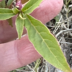 Phytolacca octandra at Kangaroo Valley, NSW - suppressed