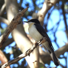 Myiagra inquieta (Restless Flycatcher) at Bellmount Forest, NSW - 17 Jun 2023 by HelenCross