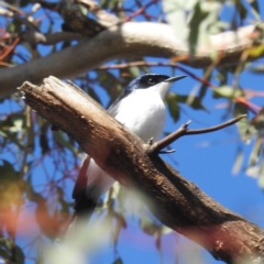 Myiagra inquieta at Bellmount Forest, NSW - 17 Jun 2023