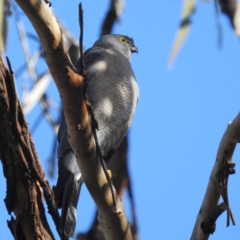 Tachyspiza cirrocephala (Collared Sparrowhawk) at Bellmount Forest, NSW - 17 Jun 2023 by HelenCross