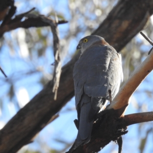 Tachyspiza cirrocephala at Bellmount Forest, NSW - 17 Jun 2023