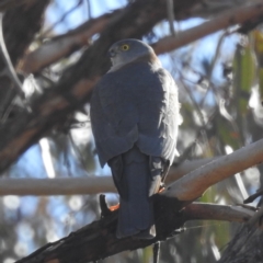 Tachyspiza cirrocephala at Bellmount Forest, NSW - 17 Jun 2023