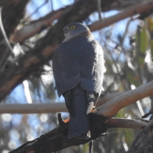 Tachyspiza cirrocephala at Bellmount Forest, NSW - 17 Jun 2023