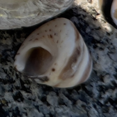 Bembicium auratum at Lilli Pilli, NSW - 16 Jun 2023 by Hejor1