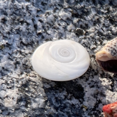 Lunella undulata at Lilli Pilli, NSW - 16 Jun 2023 by Hejor1